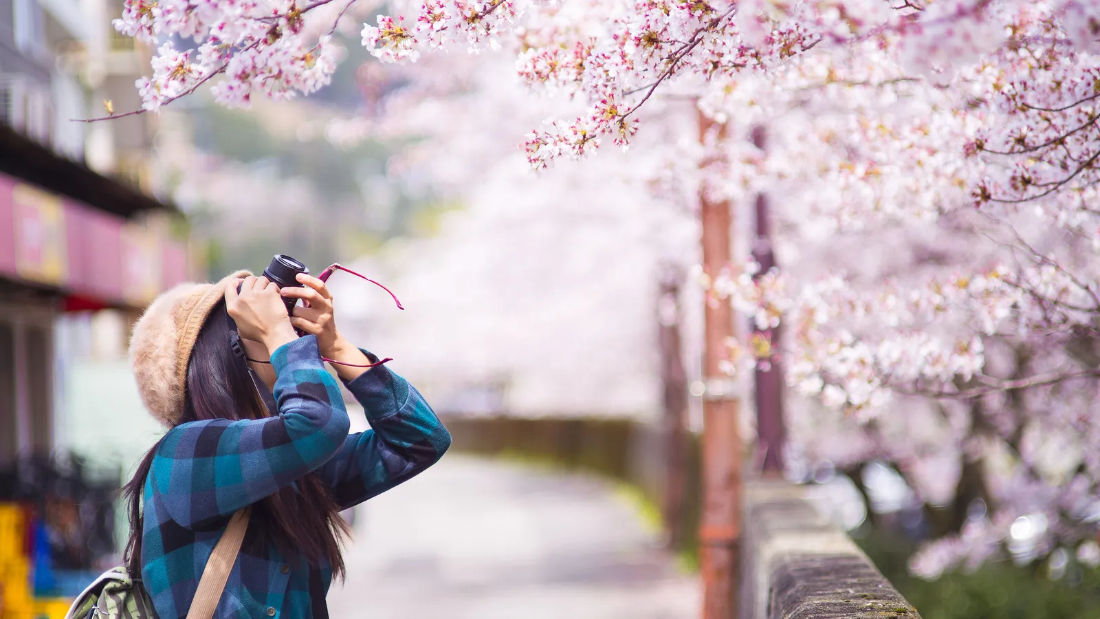 Tháng Tư ở Tohoku - Cuộc hành trình của tình yêu