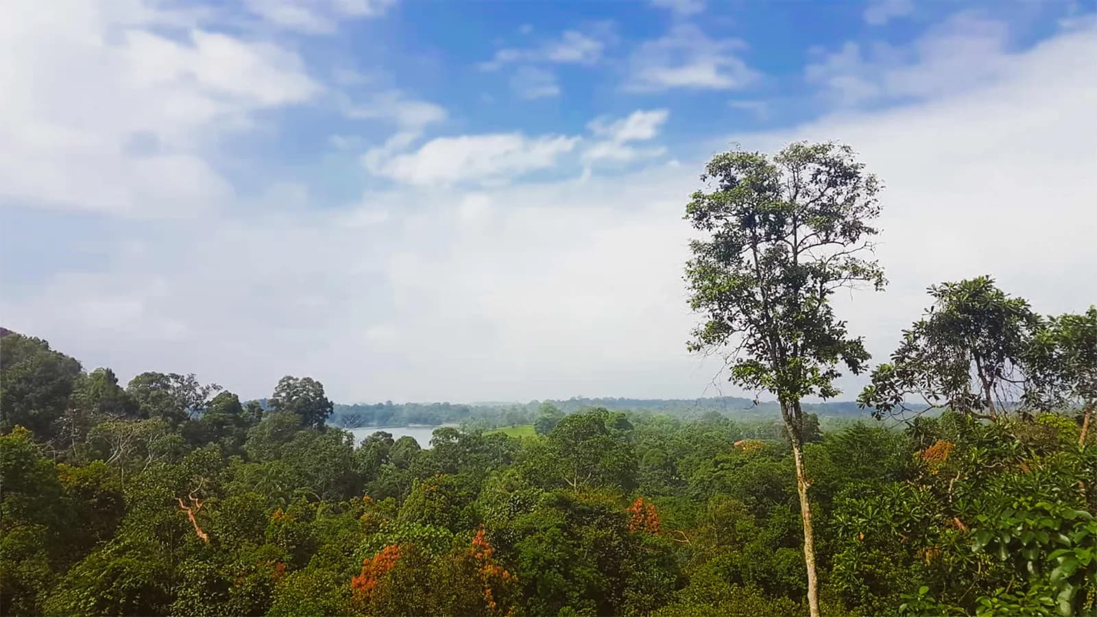  Cầu treo Tree Top Walk - cả “thế giới xanh” được thu trọn chỉ trong một ánh nhìn