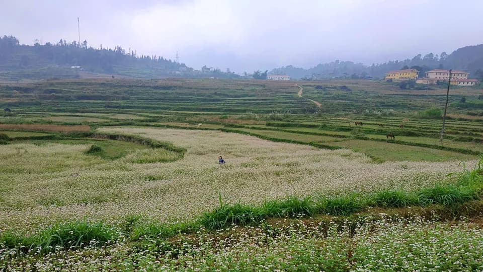 Vùng đất tam giác mạch (phần 1)
