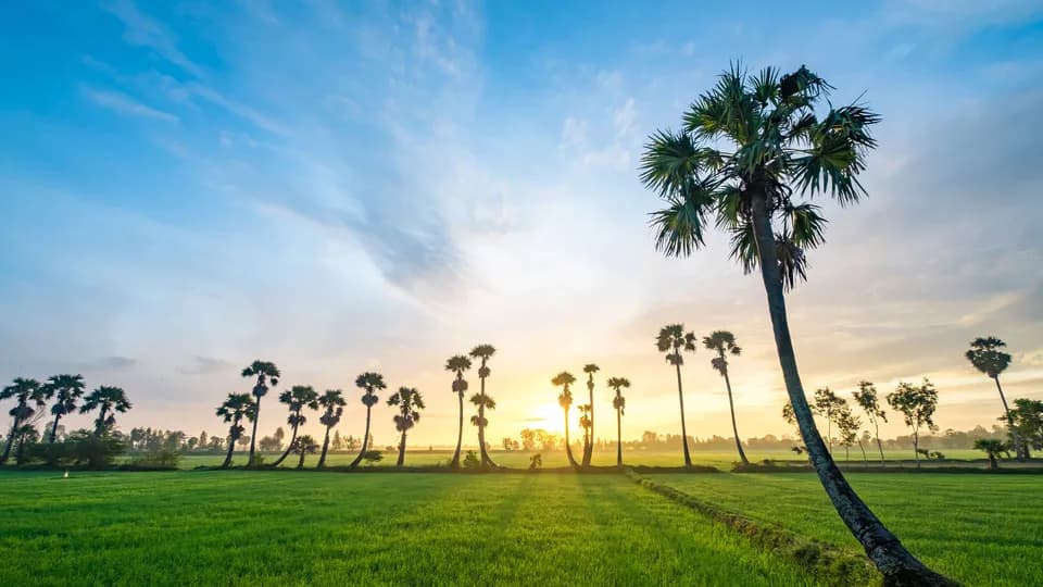 Thốt nốt: Món đặc sản của An Giang, món quà quý từ đất trời