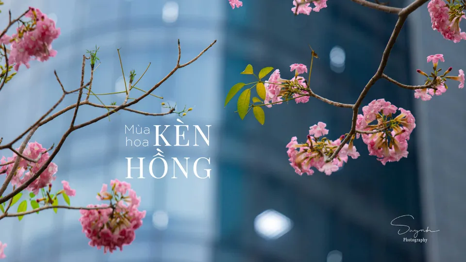 Sài Gòn hoá nàng thơ với sắc kèn hồng gây thương nhớ 