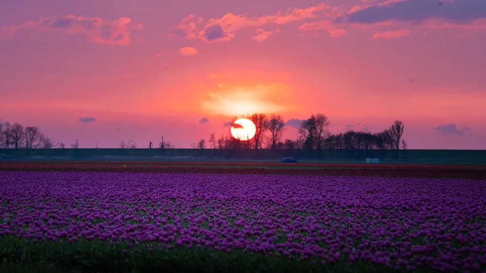 Ngắm nhìn cánh đồng hoa Tulip nở rực tại Hà Lan