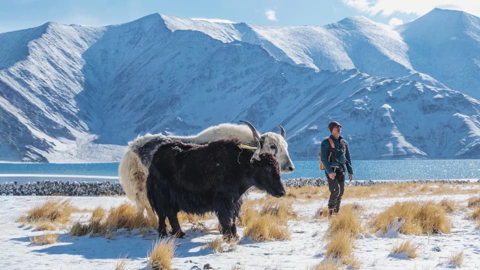 Hồ Pangong – Dải lụa trắng giữa Ladakh