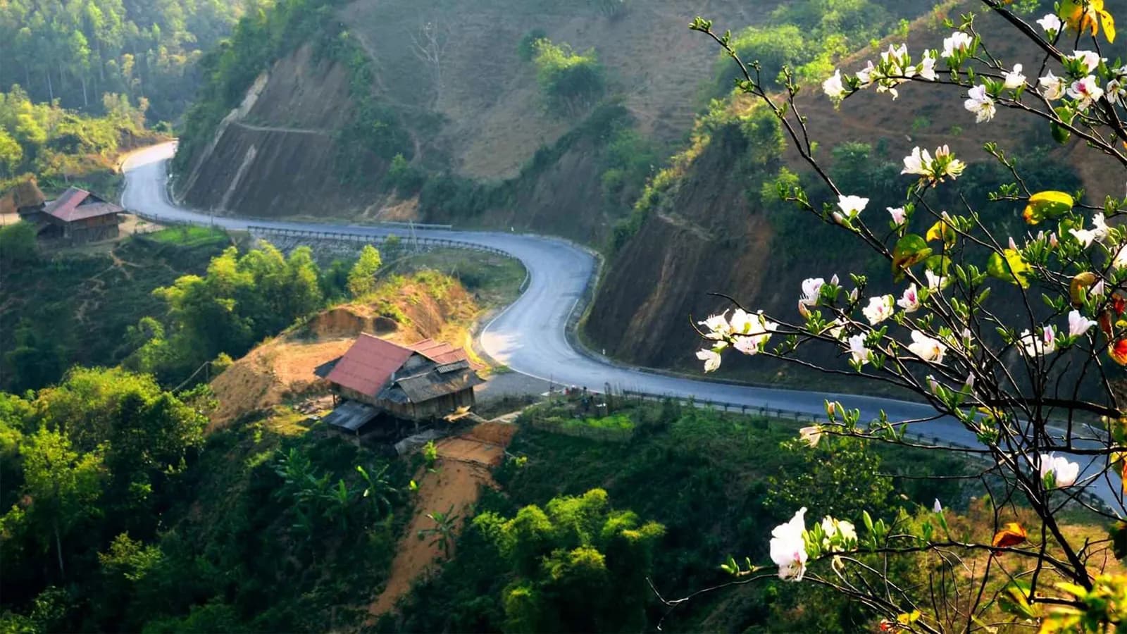 Đến Điện Biên ngắm mùa hoa ban nở