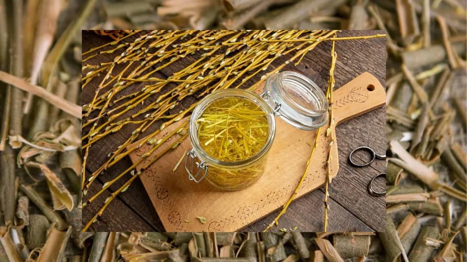 Vì sao chiết xuất vỏ cây liễu lại tốt cho da?