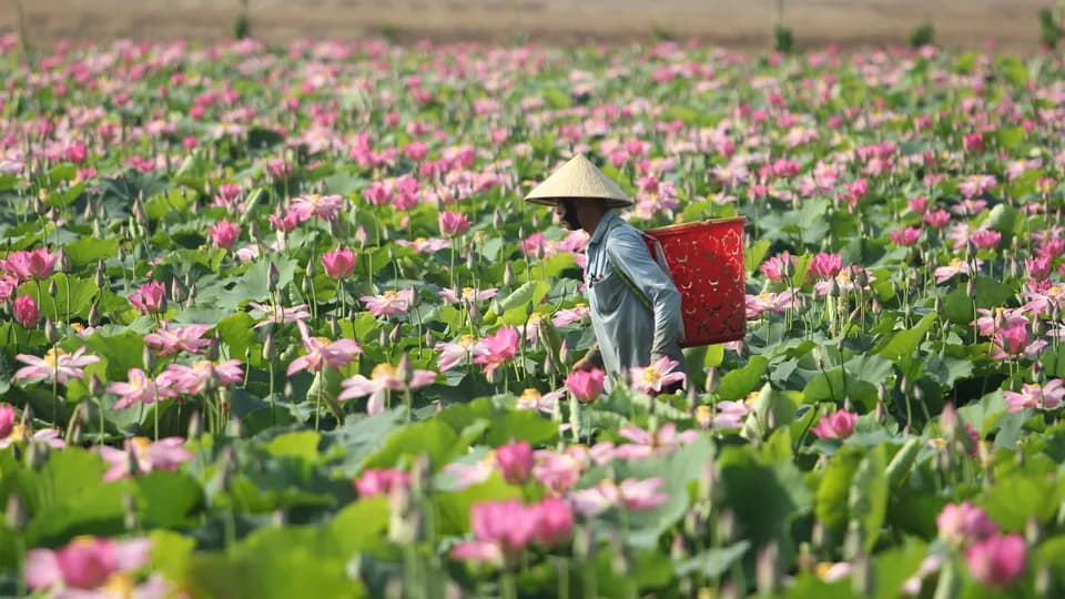 3 ngày 2 đêm chiêm ngưỡng "đất sen hồng" - Đồng Tháp