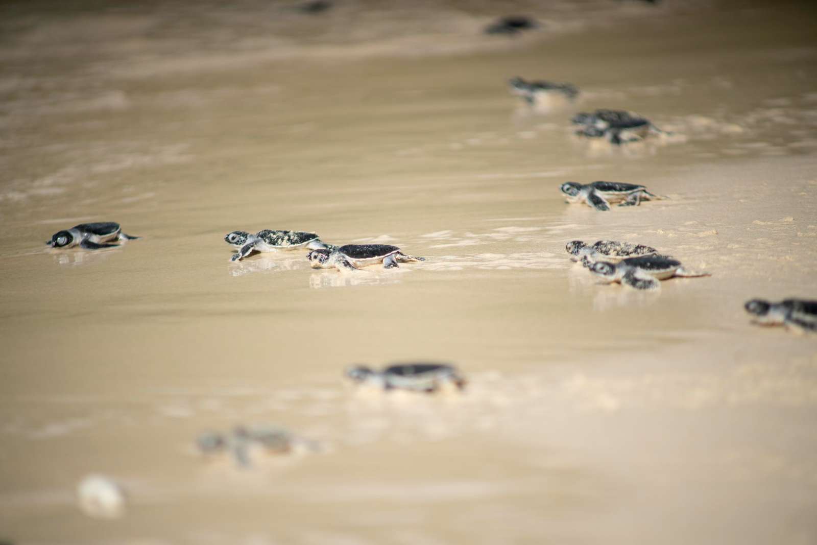 “Save Turtles Run – Chạy Bộ Vì Rùa Biển 2023”, AKYN Hospitality Group, The Secret Côn Đảo, hoạt động cộng đồng