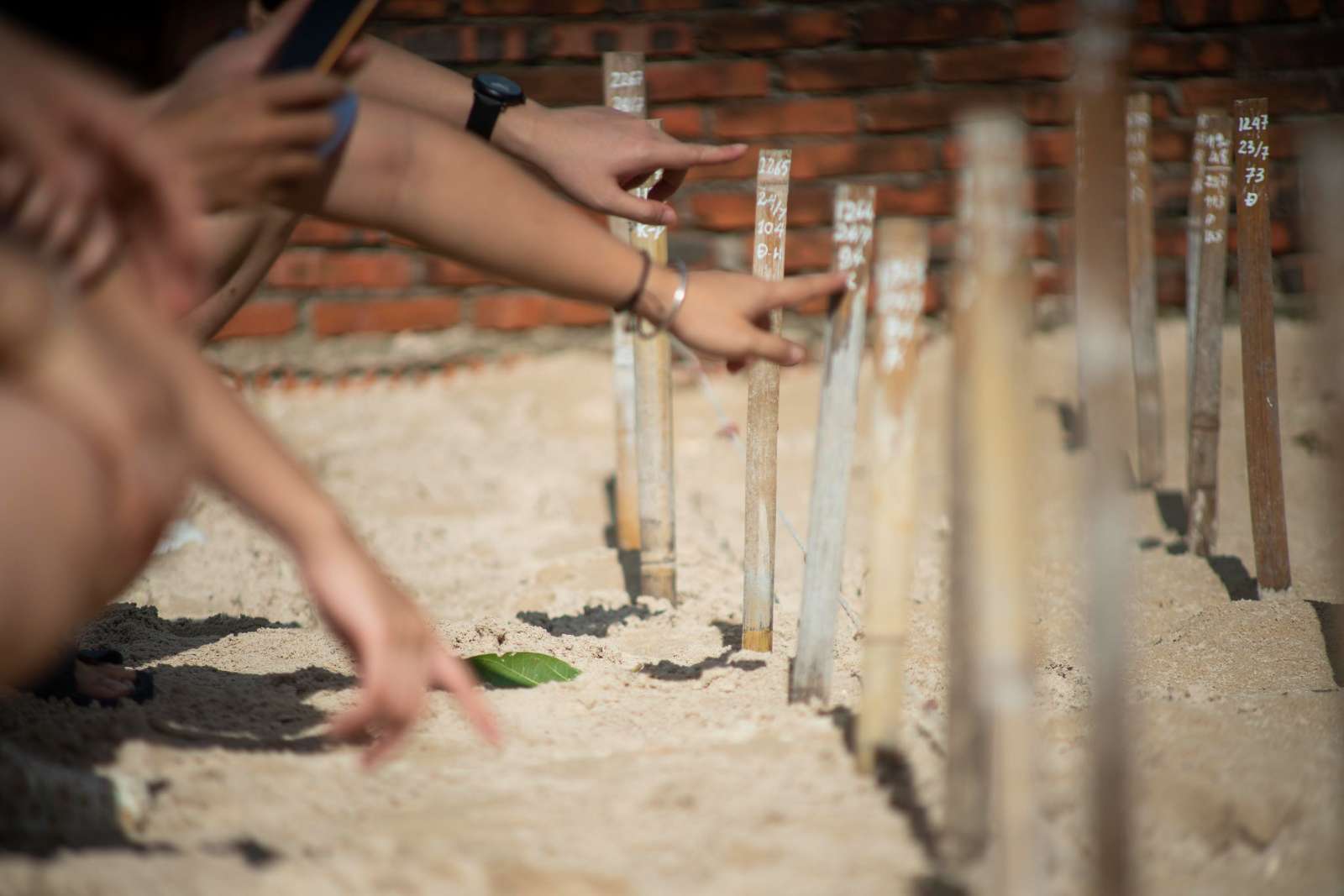 “Save Turtles Run – Chạy Bộ Vì Rùa Biển 2023”, AKYN Hospitality Group, The Secret Côn Đảo, hoạt động cộng đồng
