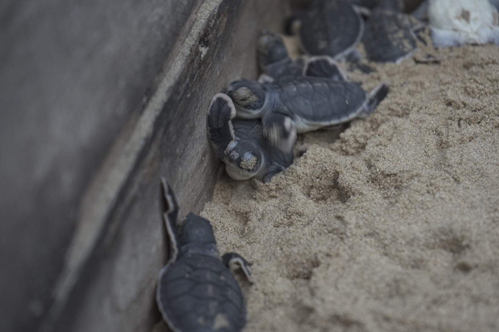 Six Senses Côn Đảo, bảo vệ rùa biển, Vườn Quốc gia Côn Đảo, IOSEA