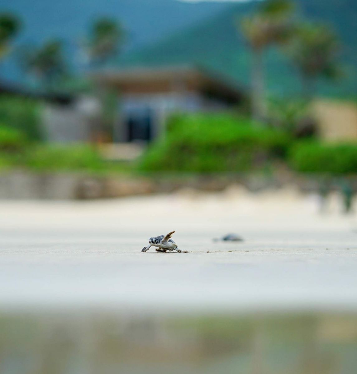 Six Senses Côn Đảo, bảo vệ rùa biển, Vườn Quốc gia Côn Đảo, IOSEA