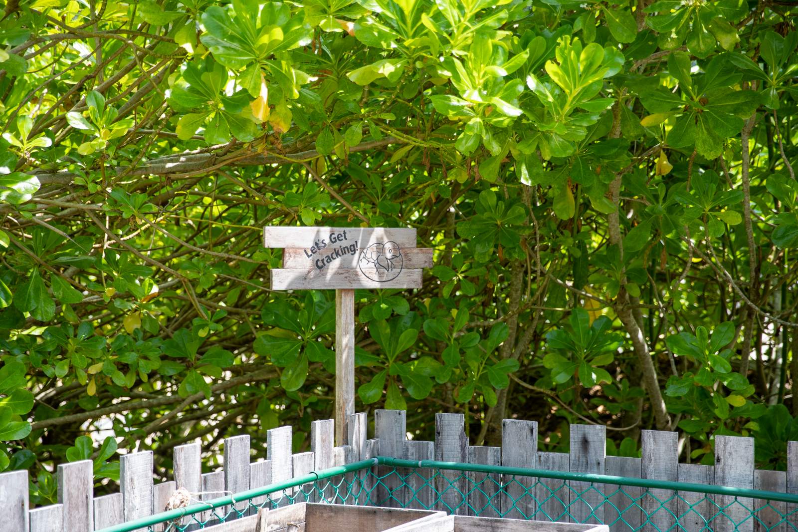 Six Senses Côn Đảo, bảo vệ rùa biển, Vườn Quốc gia Côn Đảo, IOSEA