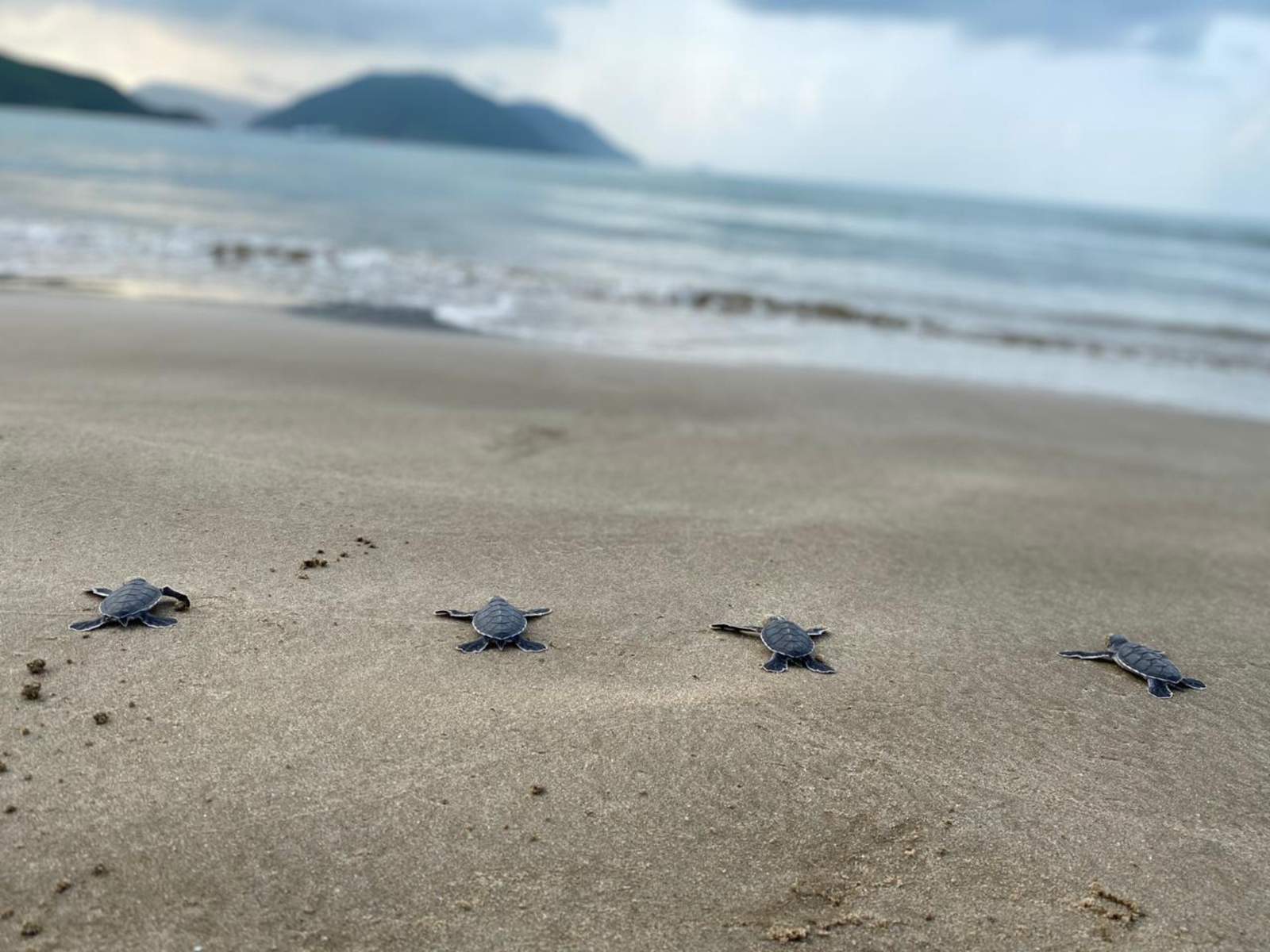 Six Senses Côn Đảo, bảo vệ rùa biển, Vườn Quốc gia Côn Đảo, IOSEA