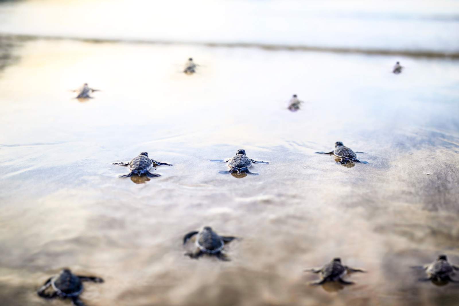 Six Senses Côn Đảo, bảo vệ rùa biển, Vườn Quốc gia Côn Đảo, IOSEA