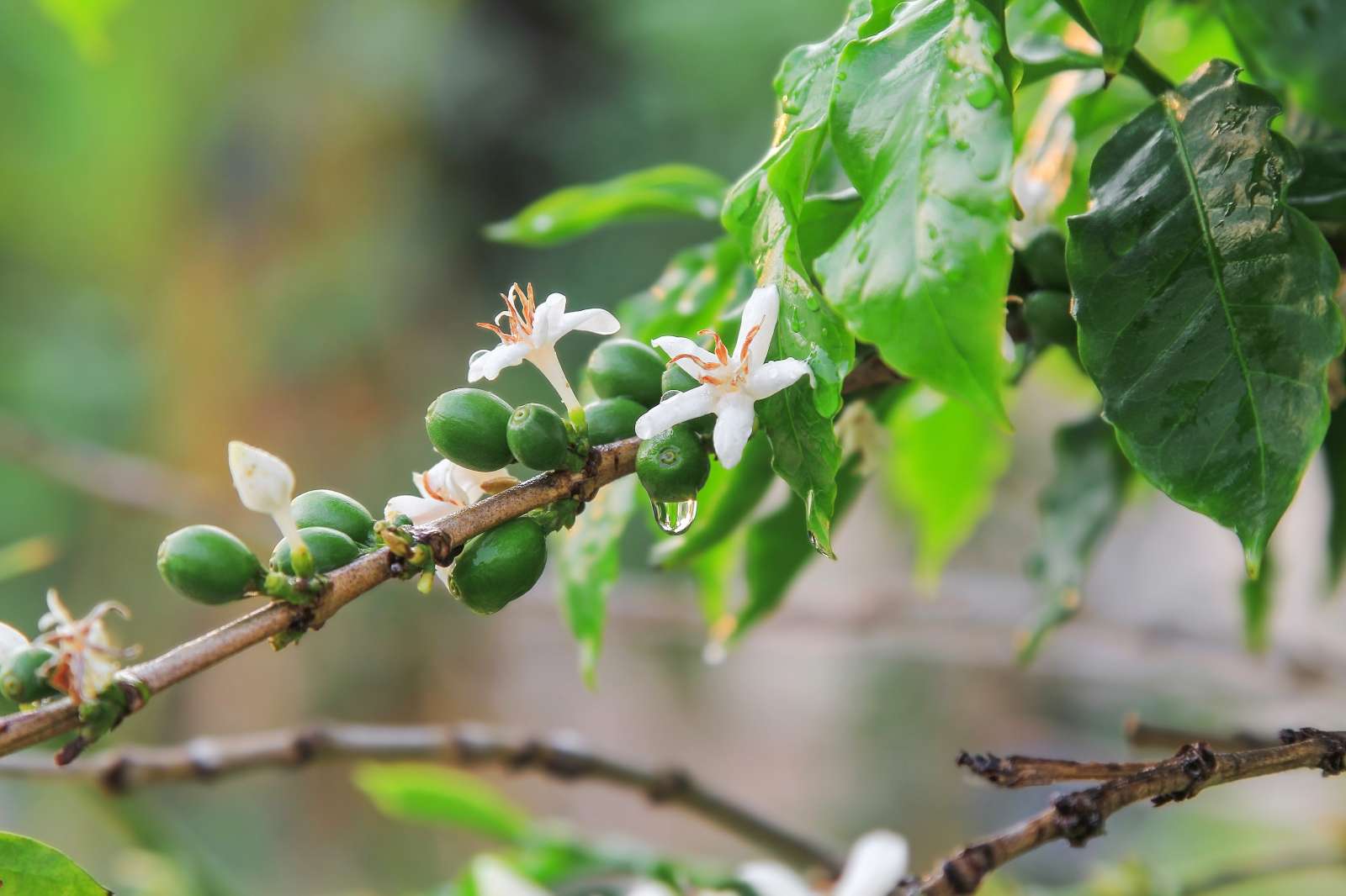 Hoa Cafe, Coffee flower, Tây Nguyên