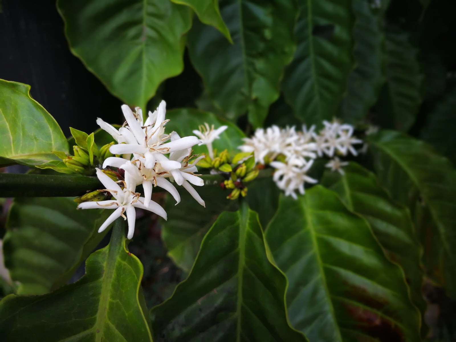Hoa Cafe, Coffee flower, Tây Nguyên
