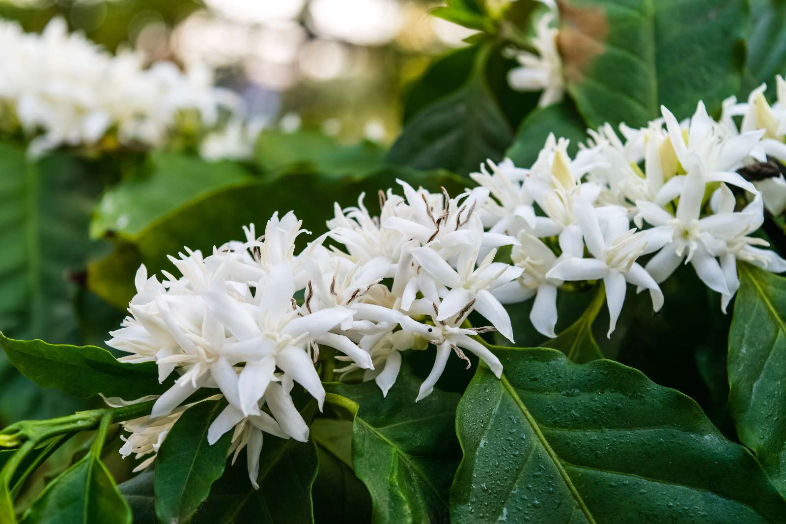 Hoa Cafe, Coffee flower, Tây Nguyên
