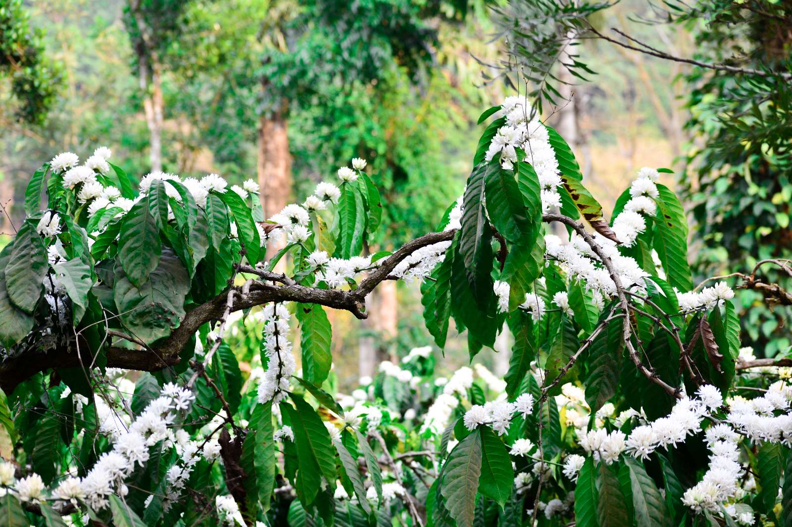 Hoa Cafe, Coffee flower, Tây Nguyên