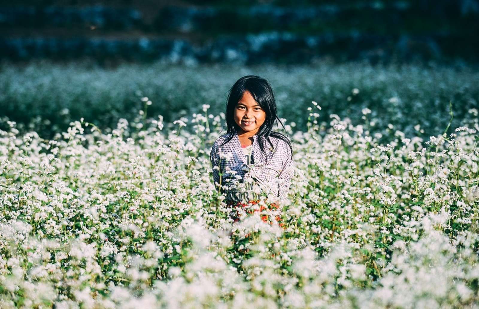 Hoa Tam Giác Mạch, Tam Giác Mạch, mùa hoa tháng 3, Cao Bằng