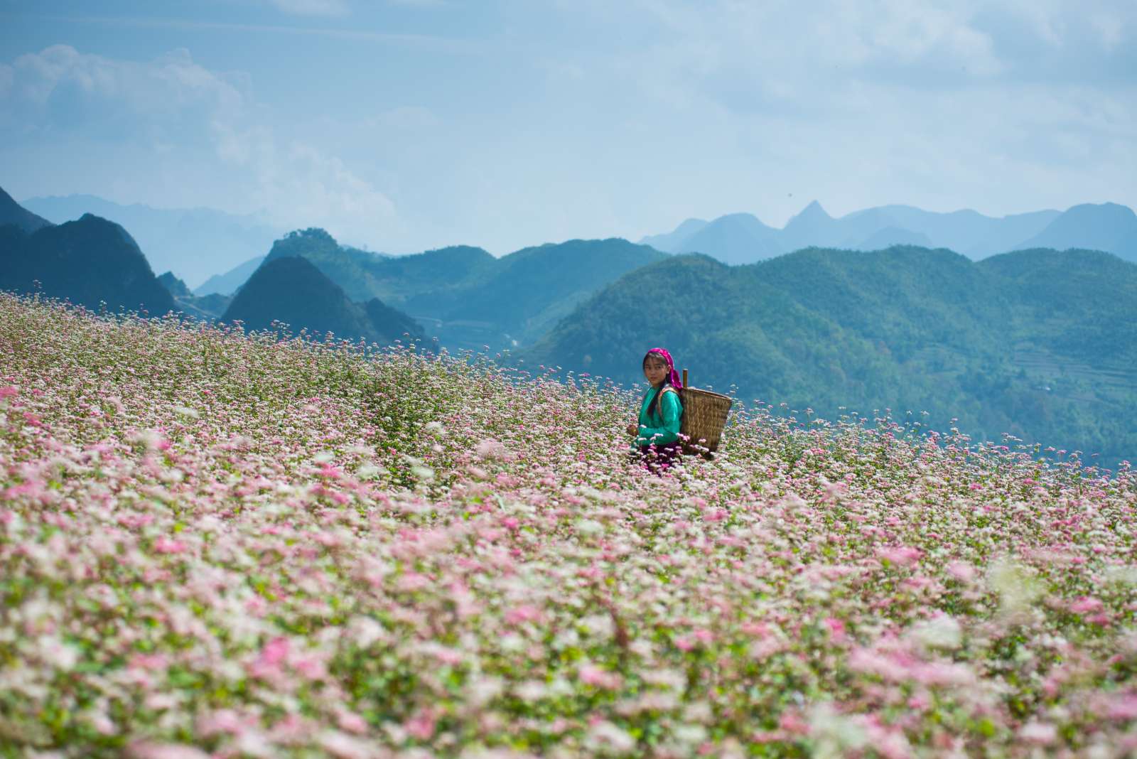 Hoa Tam Giác Mạch, Tam Giác Mạch, mùa hoa tháng 3, Cao Bằng