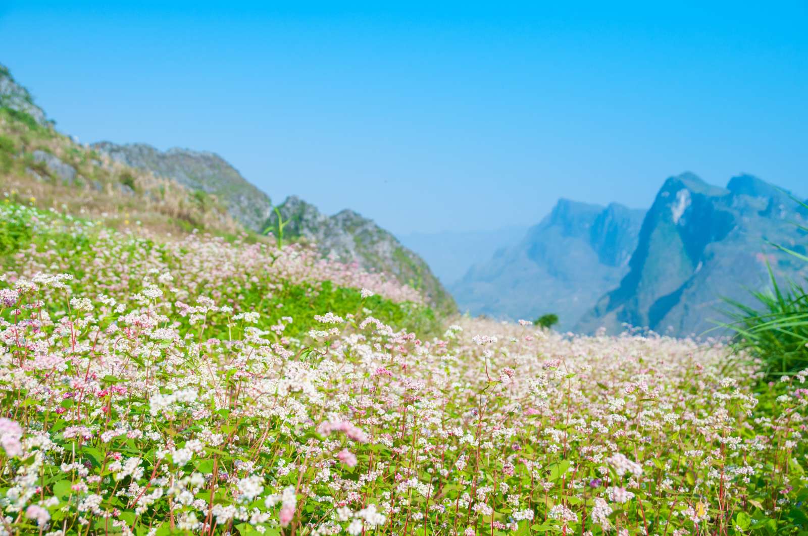 Hoa Tam Giác Mạch, Tam Giác Mạch, mùa hoa tháng 3, Cao Bằng