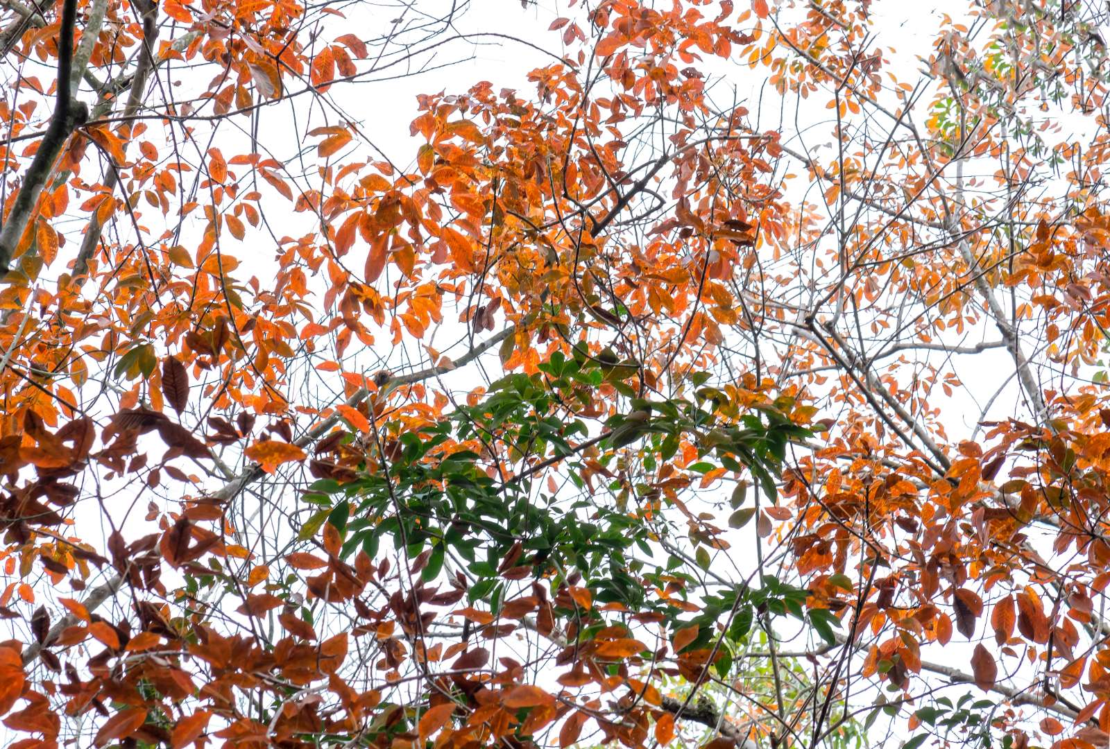Rừng cao su, Bình Phước, Trải nghiệm, Khám phá