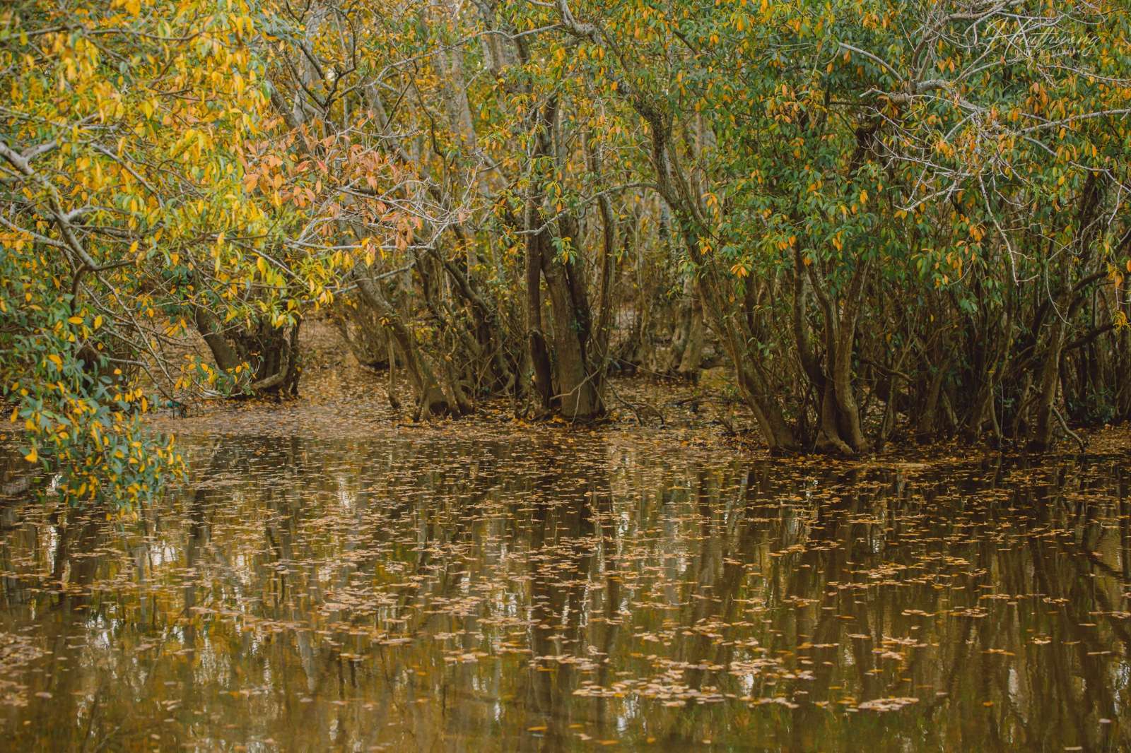 Rú Chá, du lịch, trải nghiệm, khám phá