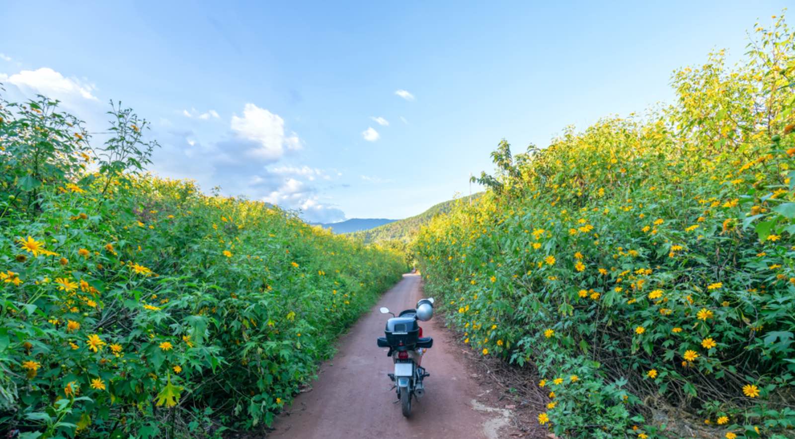 đà lạt, hoa dã quỳ, du lịch đà lạt