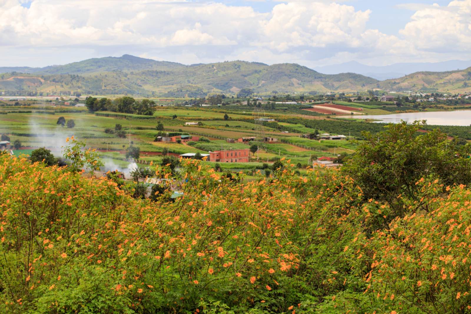 đà lạt, hoa dã quỳ, du lịch đà lạt