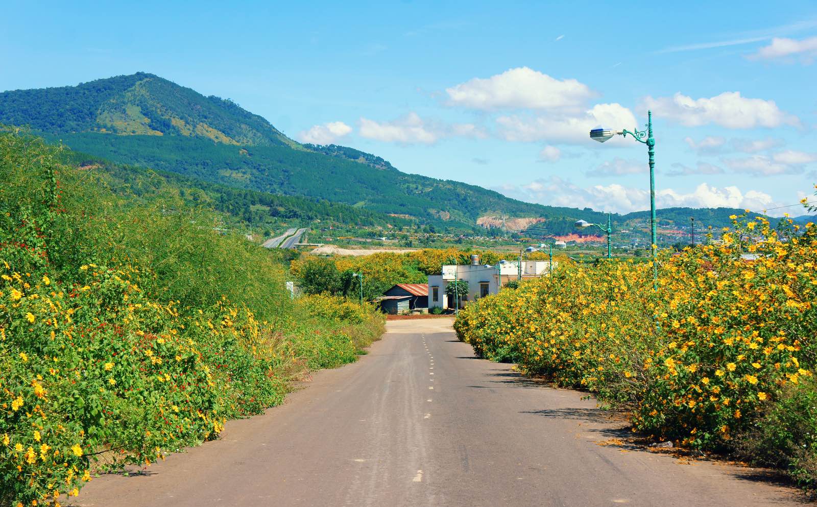 đà lạt, hoa dã quỳ, du lịch đà lạt