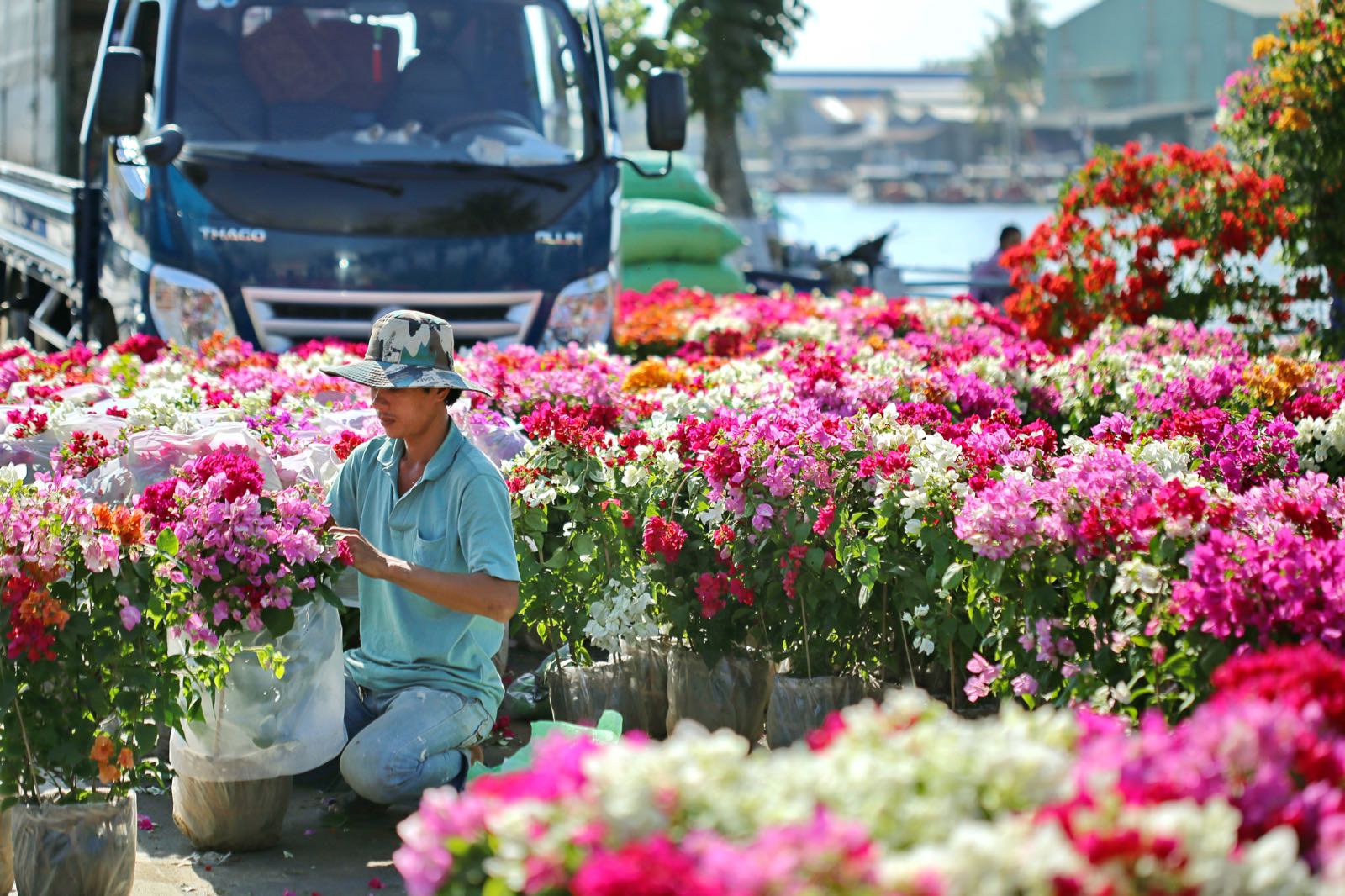 làng hoa, ngày tết, miền tây, không khí tết, sa đéc, bến tre