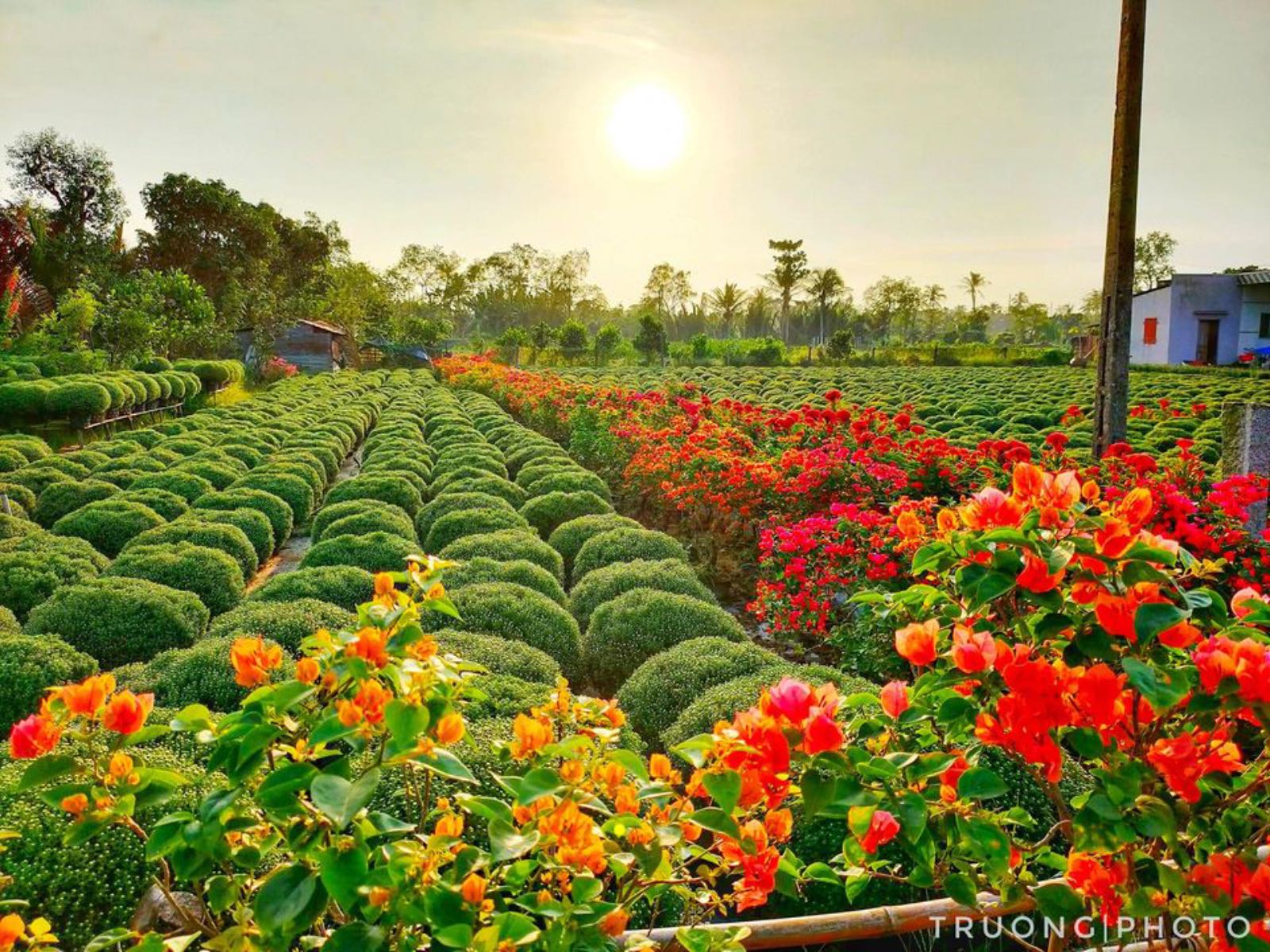 làng hoa, ngày tết, miền tây, không khí tết, sa đéc, bến tre