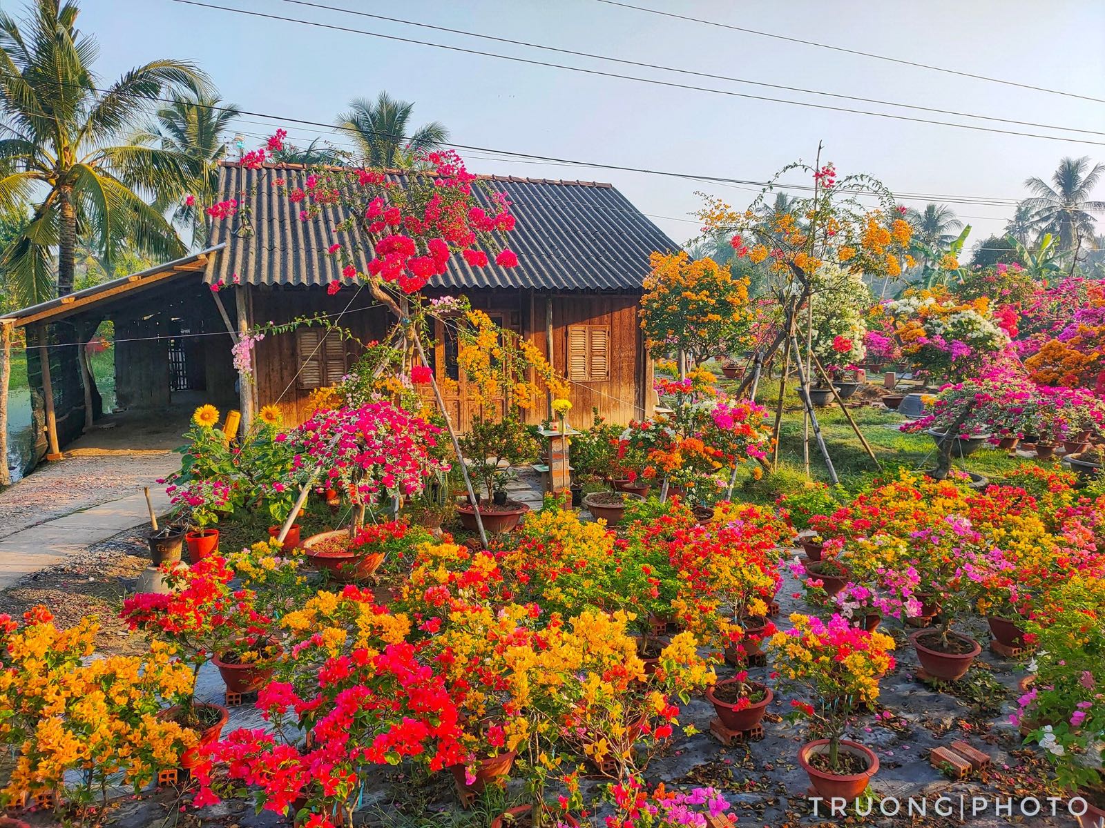 làng hoa, ngày tết, miền tây, không khí tết, sa đéc, bến tre