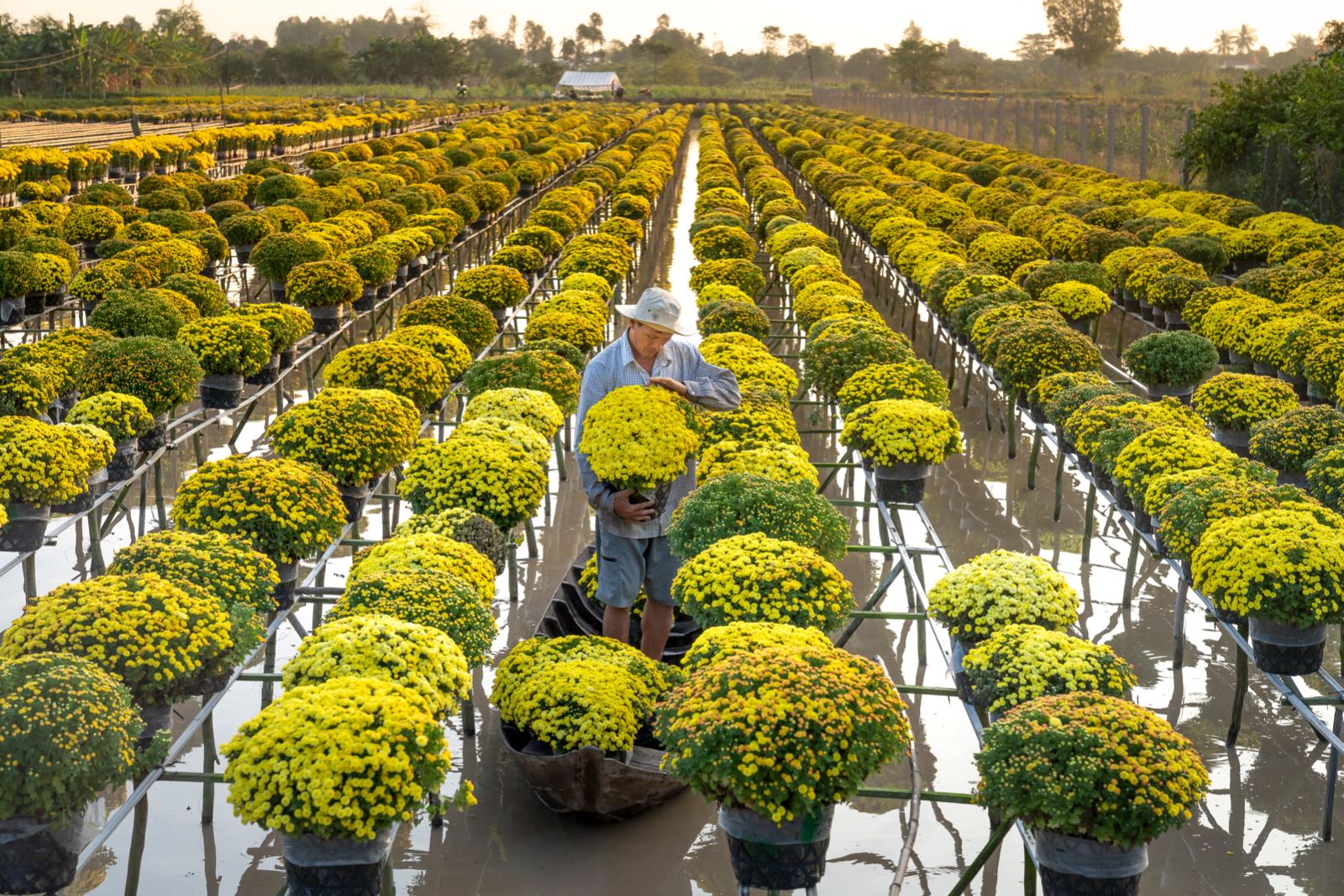 làng hoa, ngày tết, miền tây, không khí tết, sa đéc, bến tre