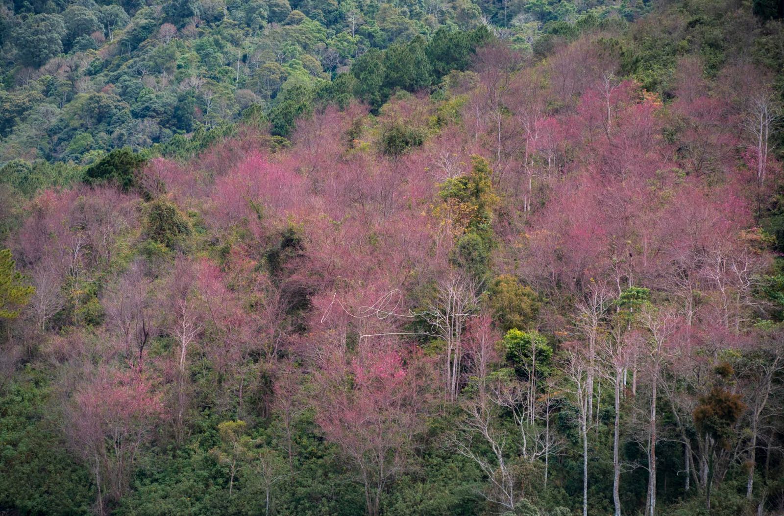 mai anh đào, đà lạt, anh đào, mùa xuân