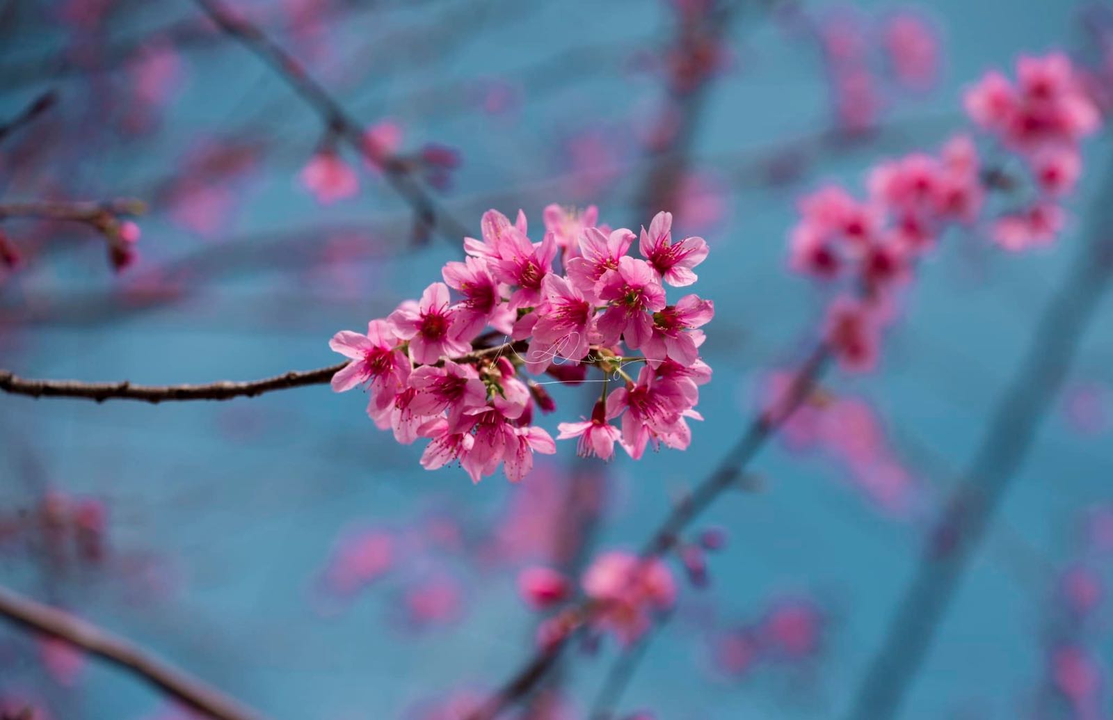 mai anh đào, đà lạt, anh đào, mùa xuân