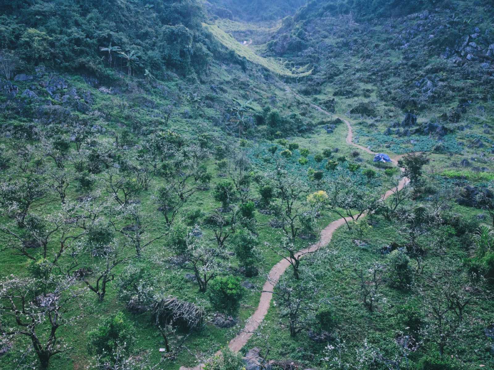 mộc châu, hoa mận, cao nguyên