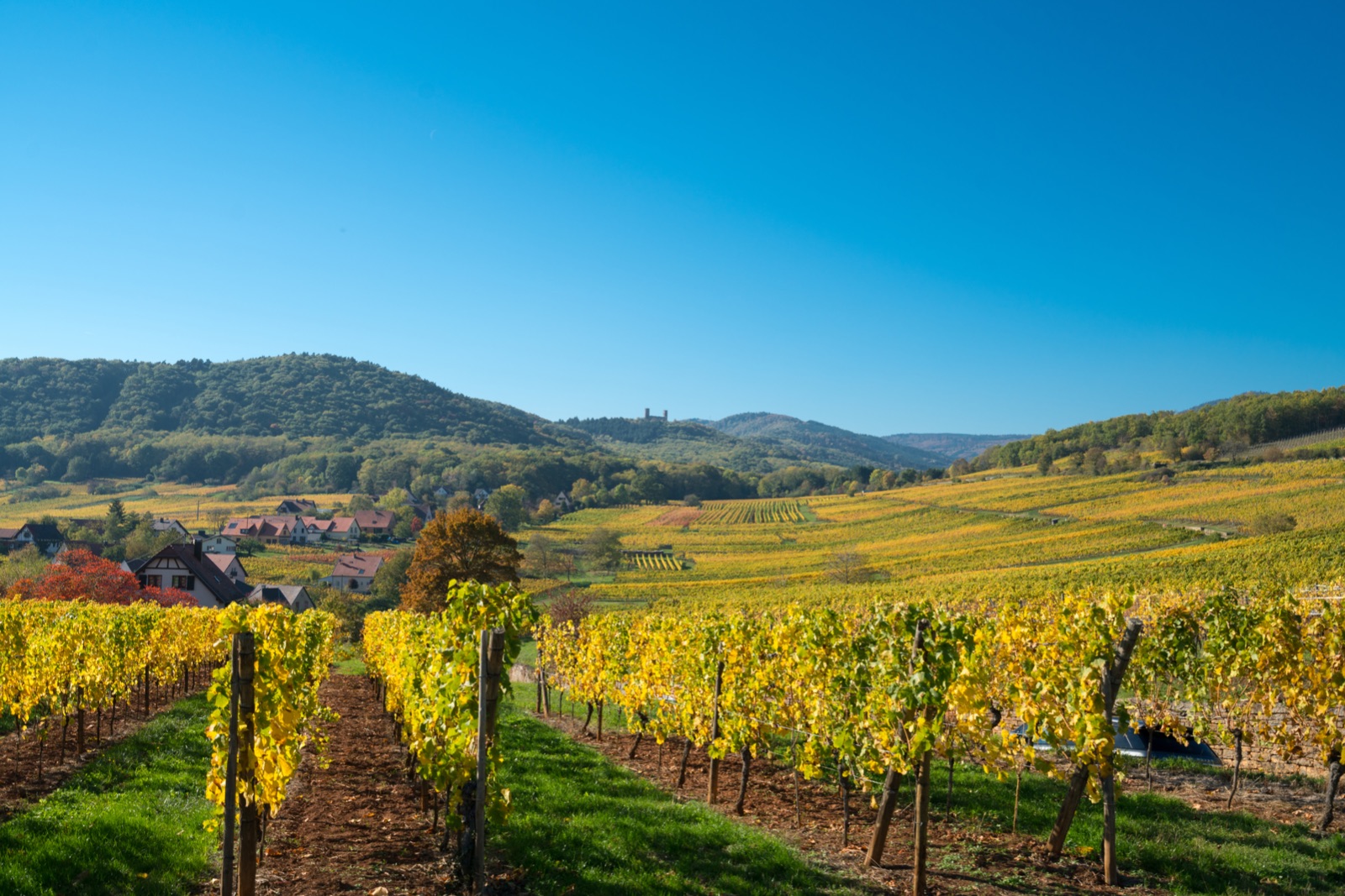 eguisheim, nước pháp, trung cổ, alsace