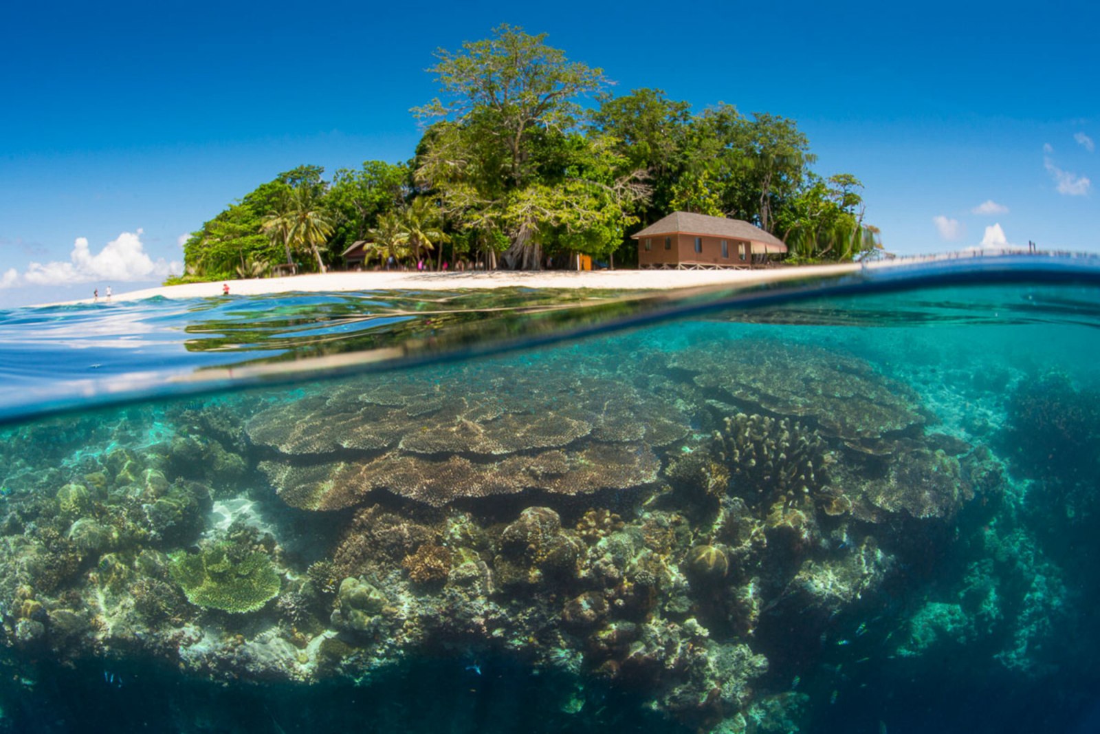 du lịch hè, lặn biển, diving journey, đảo sipadan, sipadan malaysia, du lịch biển, du lịch malaysia, malaysia