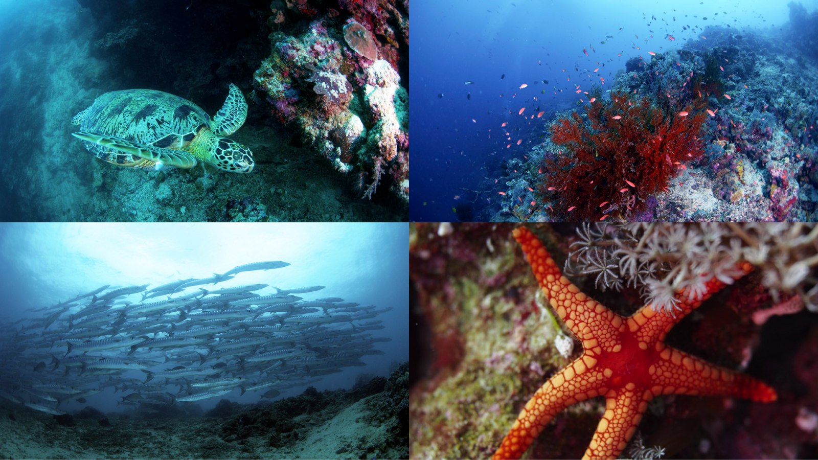 du lịch hè, lặn biển, diving journey, đảo sipadan, sipadan malaysia, du lịch biển, du lịch malaysia, malaysia