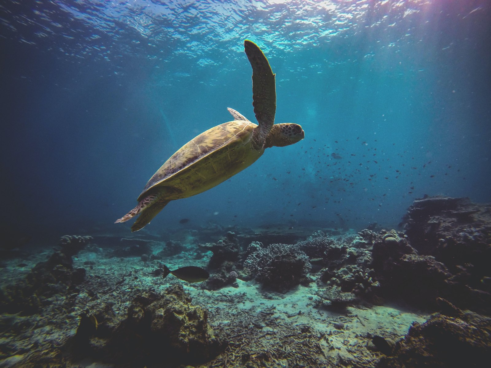 du lịch hè, lặn biển, diving journey, đảo sipadan, sipadan malaysia, du lịch biển, du lịch malaysia, malaysia