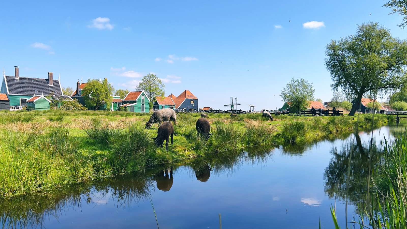 Zaanse Schans, Hà Lan, làng cổ nổi tiếng, Catharina Hoeve, du lịch Hà Lan