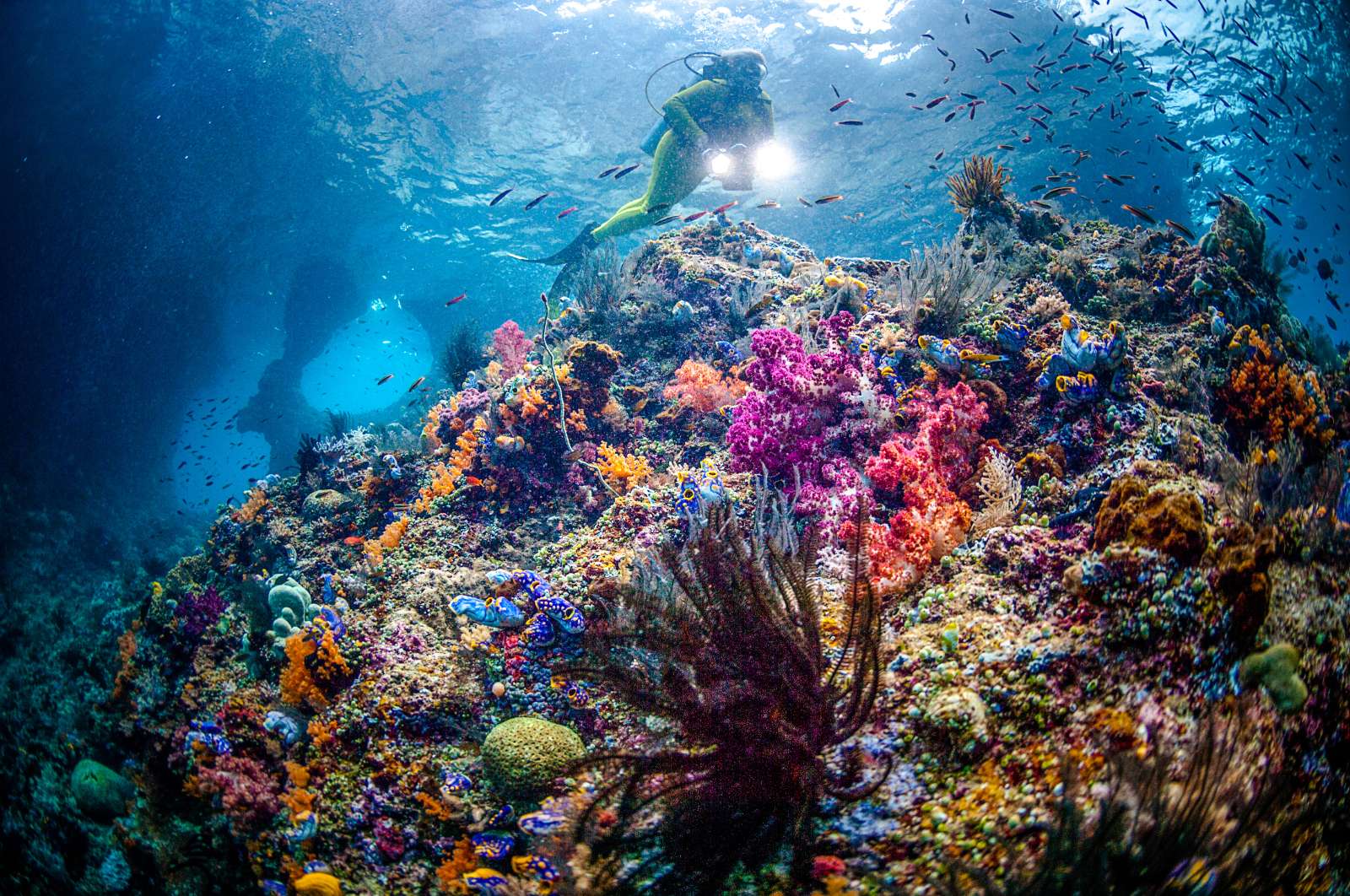 Raja Ampat, “quần đảo thiên đường”, điểm ngắm san hô, du lịch Indonesia