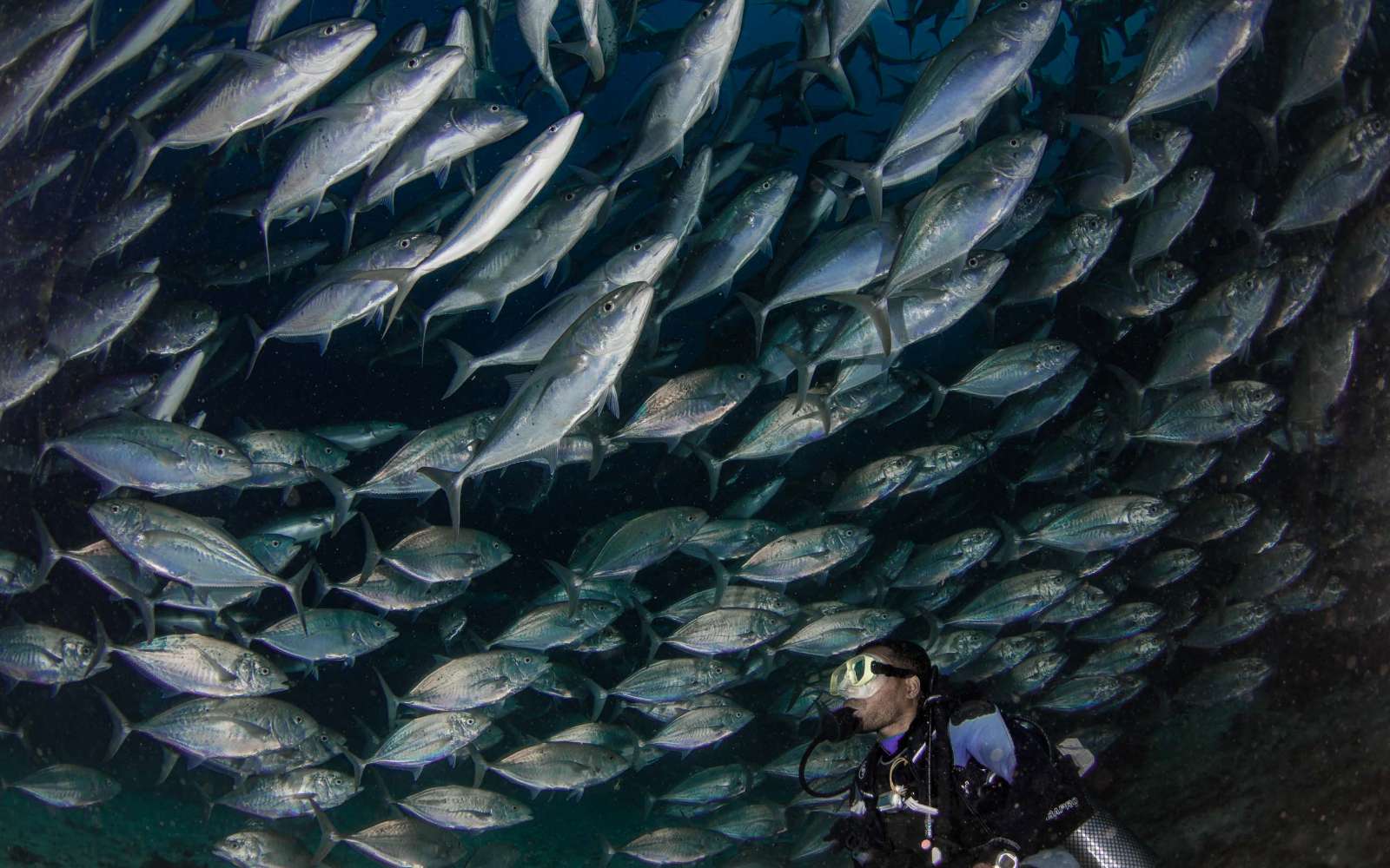 Raja Ampat, “quần đảo thiên đường”, điểm ngắm san hô, du lịch Indonesia