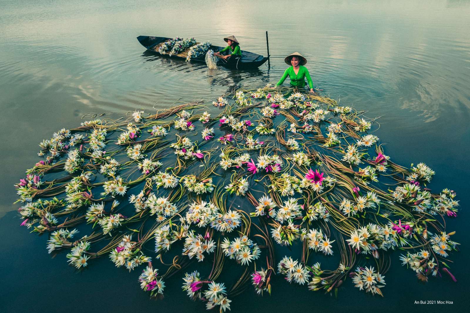 hoa súng, hoa súng Long An, du lịch Long An, du lịch miền Tây