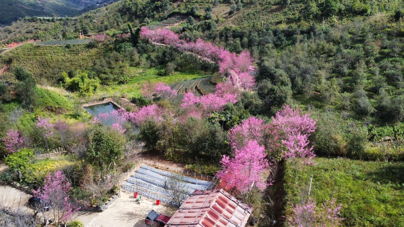Thời điểm Tớ Dày nở rộ đẹp nhất vào khoảng giữa tháng 12 đến hết tháng 01 dương lịch. Hoa đã bắt đầu rực rỡ ở khu vực Háng Gàng, xã Lao Chải xuôi về khu vực La Pán Tẩn.