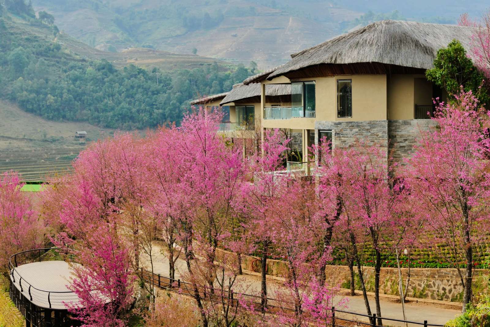 Thời điểm Tớ Dày nở rộ đẹp nhất vào khoảng giữa tháng 12 đến hết tháng 01 dương lịch. Hoa đã bắt đầu rực rỡ ở khu vực Háng Gàng, xã Lao Chải xuôi về khu vực La Pán Tẩn.