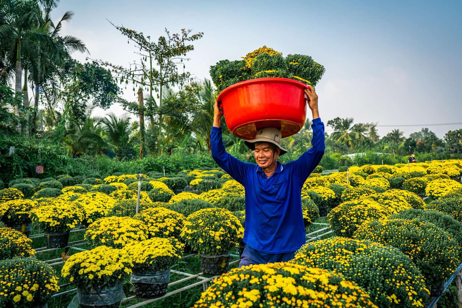 Làng hoa Sa Đéc, Đồng Tháp, miền Tây, hoa Tết, du lịch miền Tây, Tết 2024