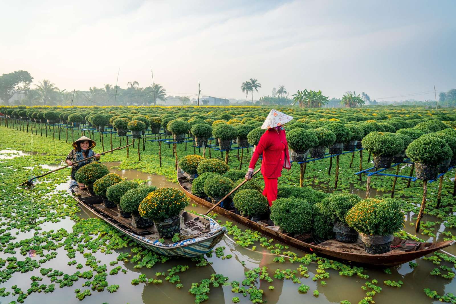 Làng hoa Sa Đéc, Đồng Tháp, miền Tây, hoa Tết, du lịch miền Tây, Tết 2024