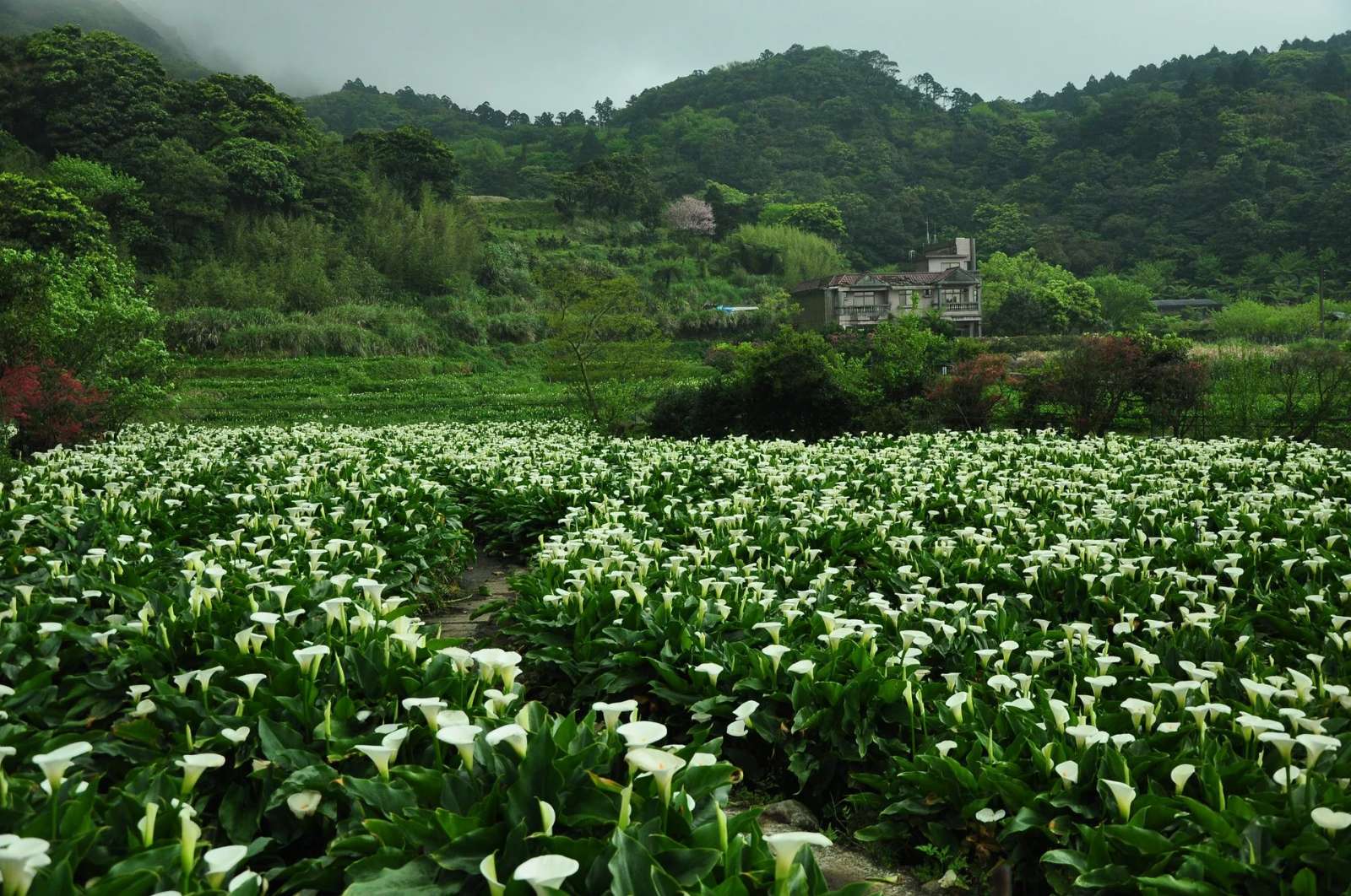 Festival hoa, lễ hội hoa Đài Loan, du lịch Đài Loan, Yangmingshan, Tung Hakka, Alishan