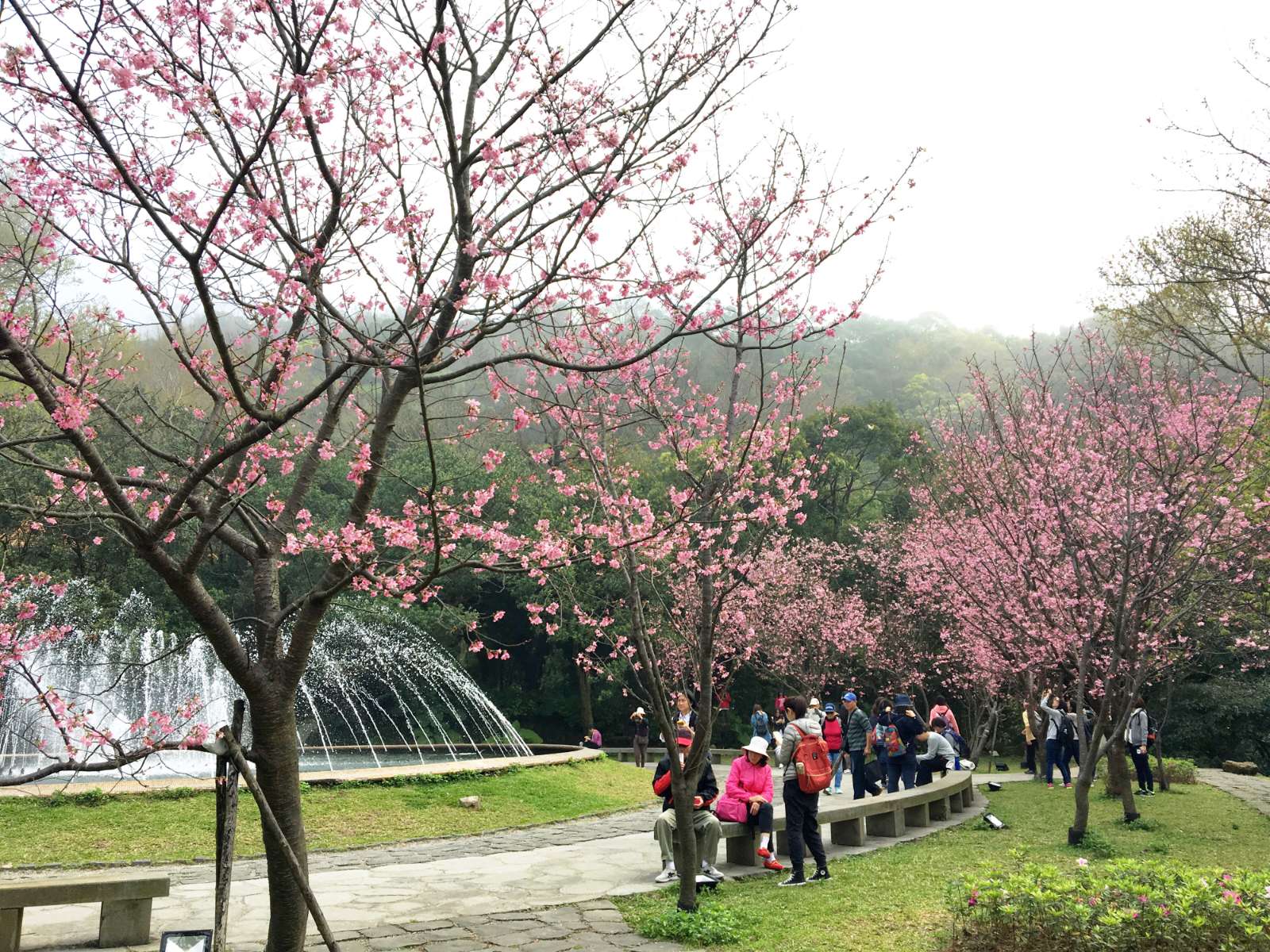 Festival hoa, lễ hội hoa Đài Loan, du lịch Đài Loan, Yangmingshan, Tung Hakka, Alishan
